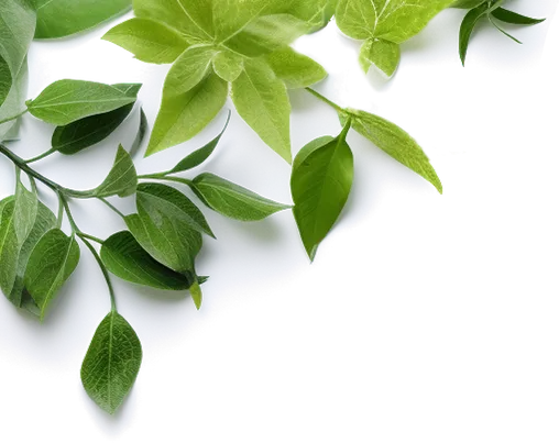 Planta decorativa superior