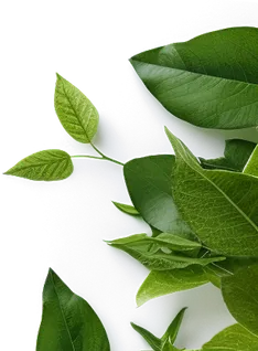 Planta decorativa inferior